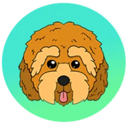 Cockapoo